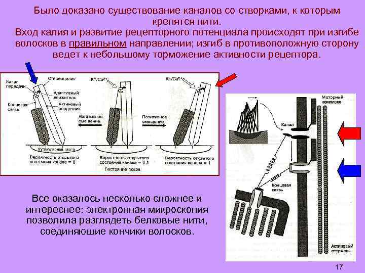 Было доказано существование каналов со створками, к которым крепятся нити. Вход калия и развитие