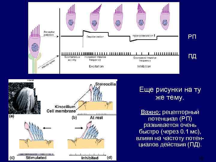 Что воспримут изображенные на рисунке рецепторные клетки свет прикосновение