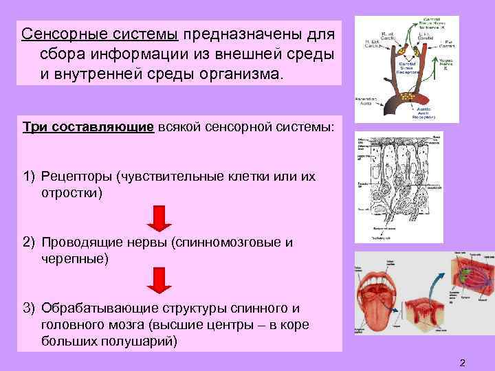 Сенсорные системы предназначены для сбора информации из внешней среды и внутренней среды организма. Три