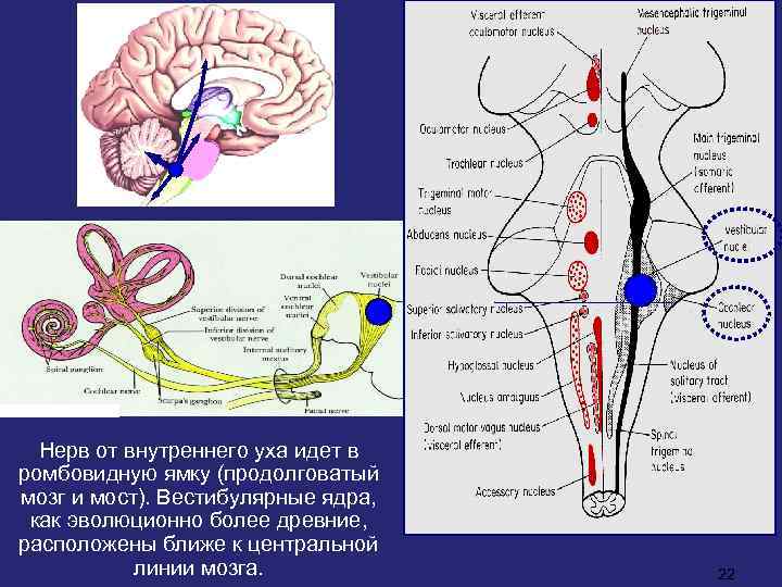 Нерв от внутреннего уха идет в ромбовидную ямку (продолговатый мозг и мост). Вестибулярные ядра,