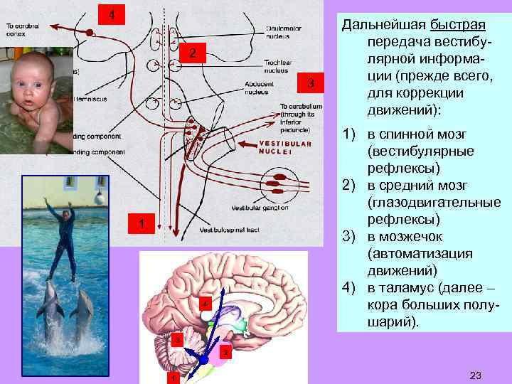 4 2 3 Дальнейшая быстрая передача вестибулярной информации (прежде всего, для коррекции движений): 1)