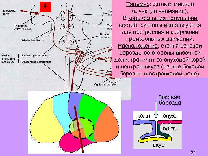 4 Таламус: фильтр инф-ии (функция внимания). В коре больших полушарий вестиб. сигналы используются для