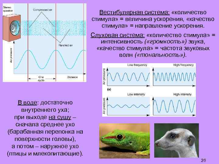 Вестибулярная система: «количество стимула» = величина ускорения, «качество стимула» = направление ускорения. Слуховая система: