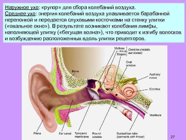 Наружное ухо: «рупор» для сбора колебаний воздуха. Среднее ухо: энергия колебаний воздуха улавливается барабанной