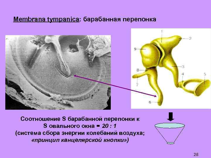 Membrana tympanica: барабанная перепонка Соотношение S барабанной перепонки к S овального окна = 20