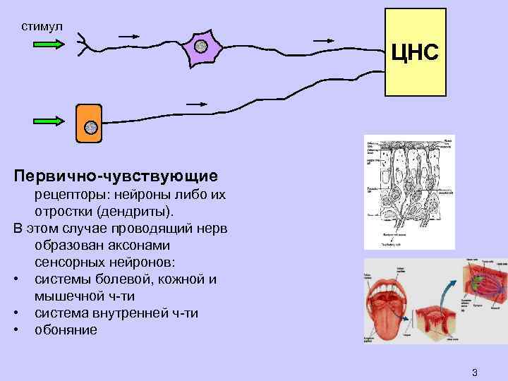 стимул ЦНС Первично-чувствующие рецепторы: нейроны либо их отростки (дендриты). В этом случае проводящий нерв