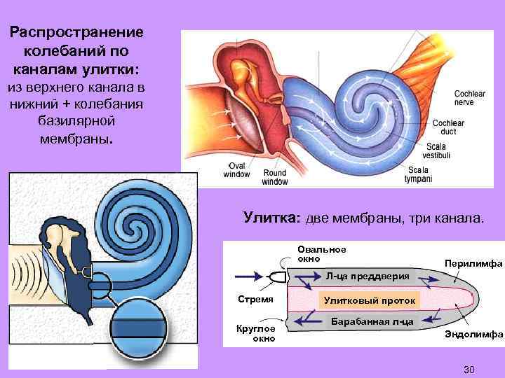 Распространение колебаний по каналам улитки: из верхнего канала в нижний + колебания базилярной мембраны.