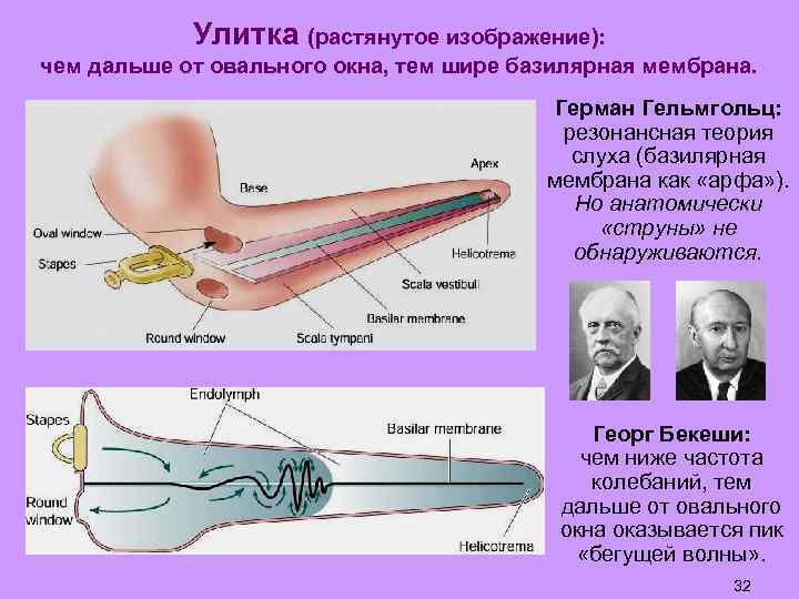 Улитка (растянутое изображение): чем дальше от овального окна, тем шире базилярная мембрана. Герман Гельмгольц: