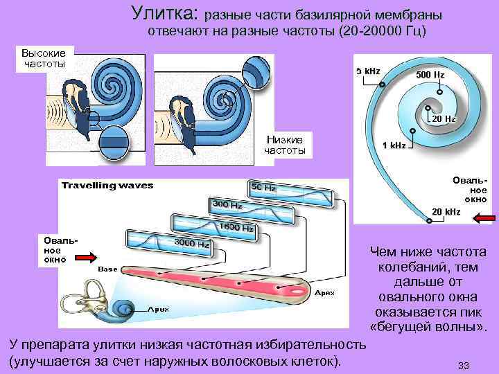 На рисунке приведены частоты воспринимаемые органами слуха некоторых животных кто из указанных