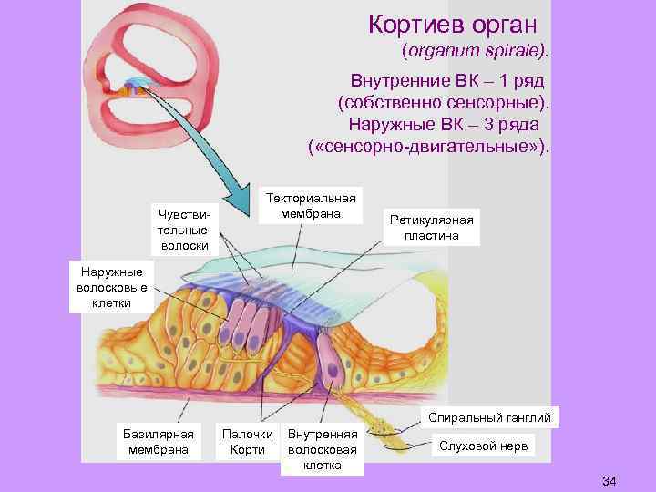 Кортиев орган (organum spirale). Внутренние ВК – 1 ряд (собственно сенсорные). Наружные ВК –