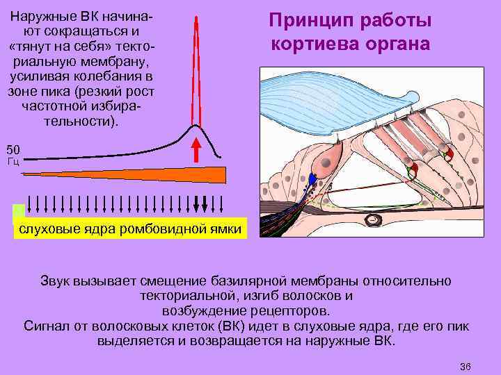 Наружные ВК начинают сокращаться и «тянут на себя» текториальную мембрану, усиливая колебания в зоне