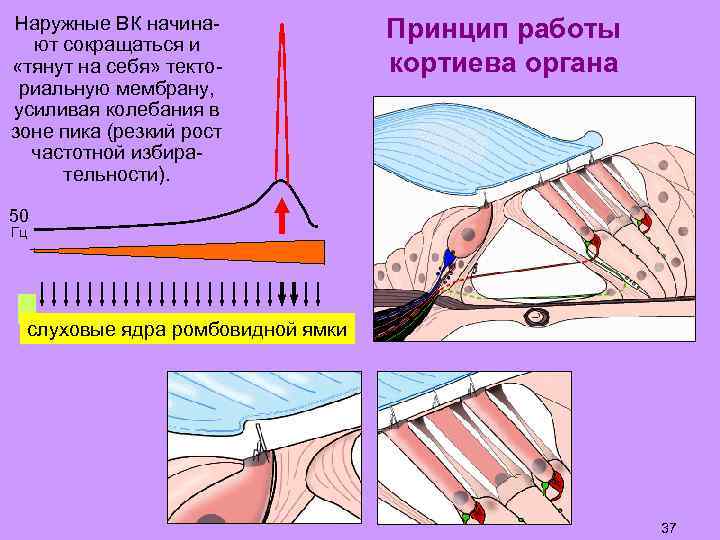 Наружные ВК начинают сокращаться и «тянут на себя» текториальную мембрану, усиливая колебания в зоне