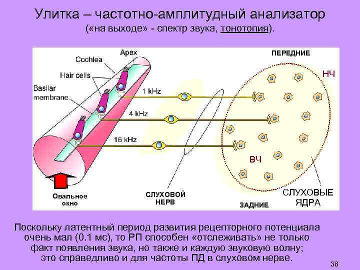 Улитка – частотно-амплитудный анализатор ( «на выходе» - спектр звука, тонотопия). ПЕРЕДНИЕ НЧ ВЧ