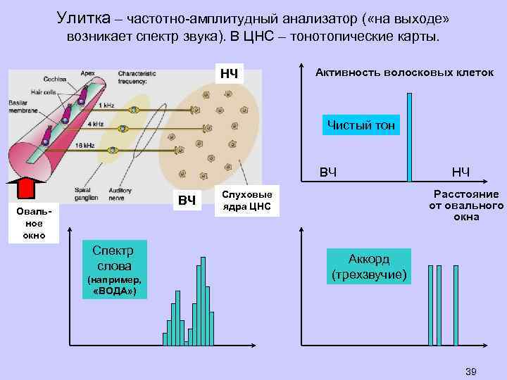 Улитка – частотно-амплитудный анализатор ( «на выходе» возникает спектр звука). В ЦНС – тонотопические