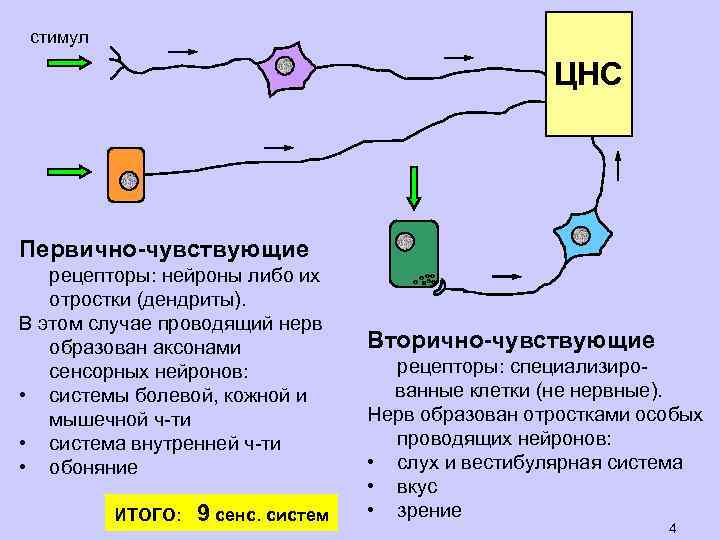 стимул ЦНС Первично-чувствующие рецепторы: нейроны либо их отростки (дендриты). В этом случае проводящий нерв