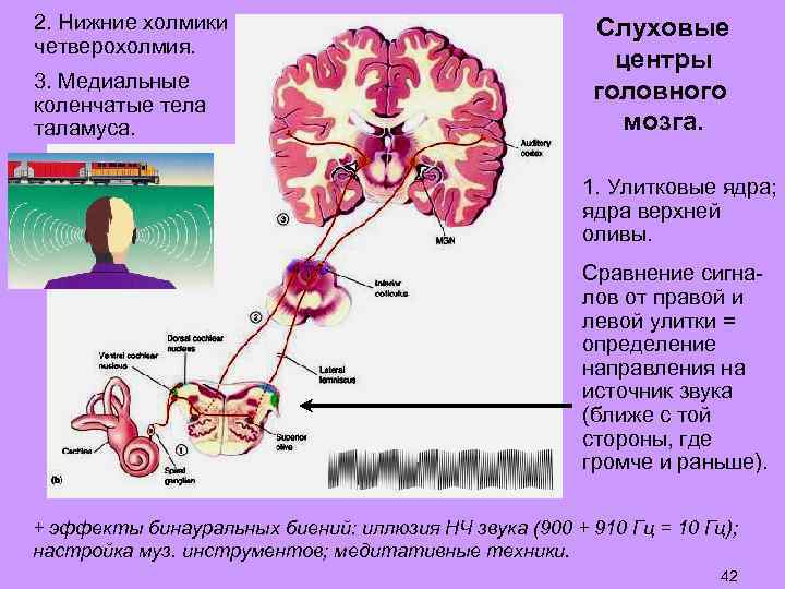 2. Нижние холмики четверохолмия. 3. Медиальные коленчатые тела таламуса. Слуховые центры головного мозга. 1.