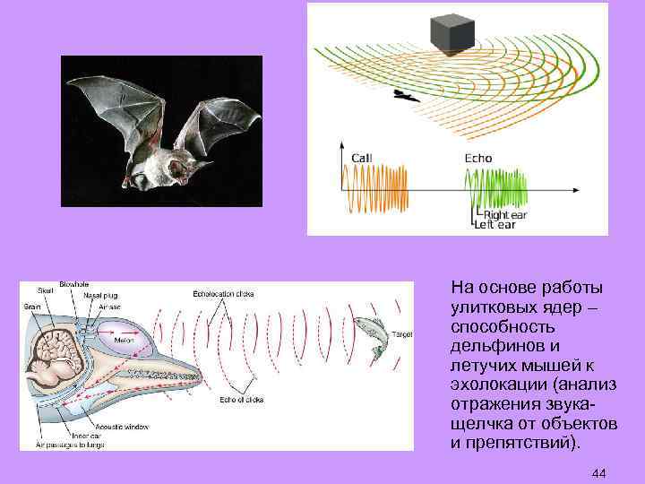 Крылатые эхолокаторы проект