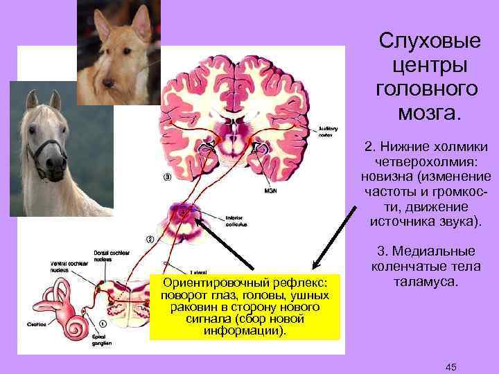 Слуховые центры головного мозга. 2. Нижние холмики четверохолмия: новизна (изменение частоты и громкости, движение