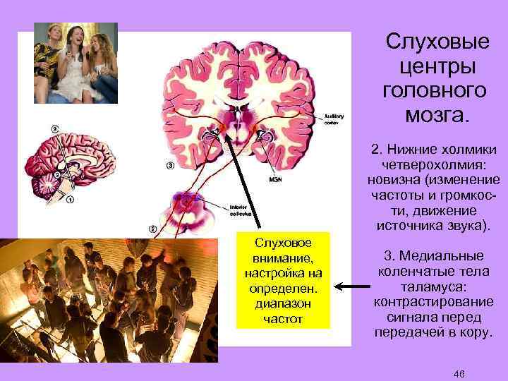 Слуховые центры головного мозга. 2. Нижние холмики четверохолмия: новизна (изменение частоты и громкости, движение