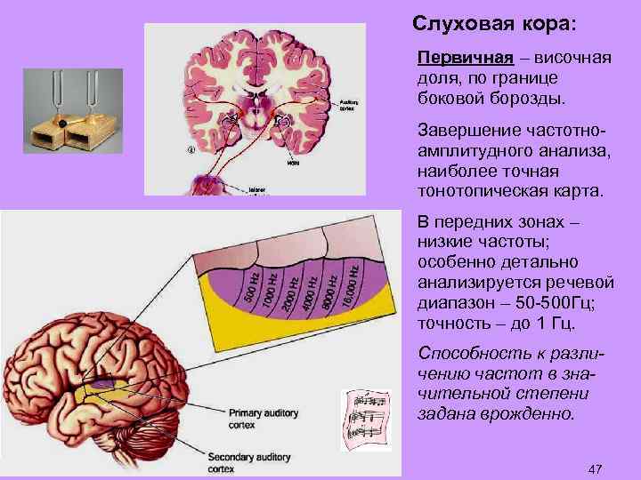 Слуховая кора: Первичная – височная доля, по границе боковой борозды. Завершение частотноамплитудного анализа, наиболее