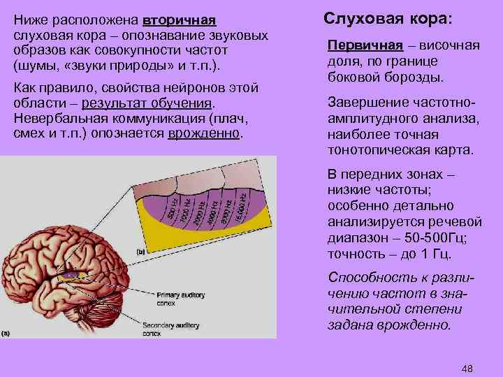 Ниже расположена вторичная слуховая кора – опознавание звуковых образов как совокупности частот (шумы, «звуки