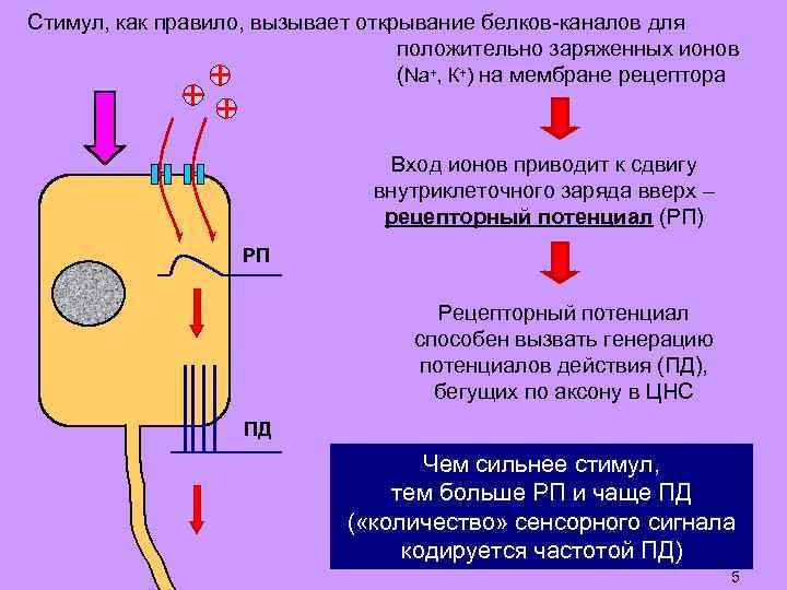 Стимул, как правило, вызывает открывание белков-каналов для положительно заряженных ионов (Na+, К+) на мембране