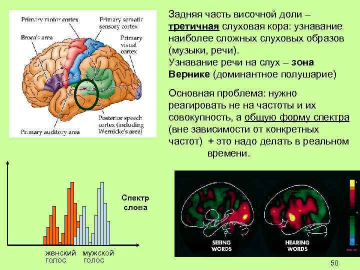 Задняя часть височной доли – третичная слуховая кора: узнавание наиболее сложных слуховых образов (музыки,