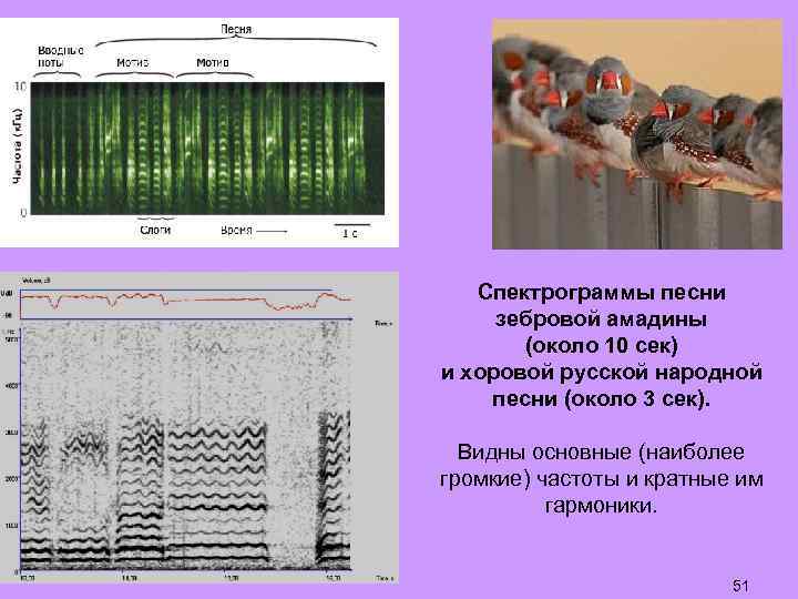 Спектрограммы песни зебровой амадины (около 10 сек) и хоровой русской народной песни (около 3