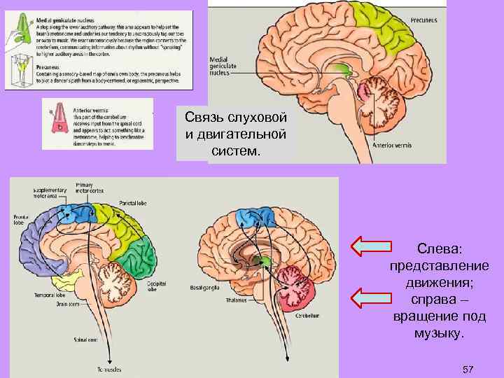 Связь слуховой и двигательной систем. Слева: представление движения; справа – вращение под музыку. 57