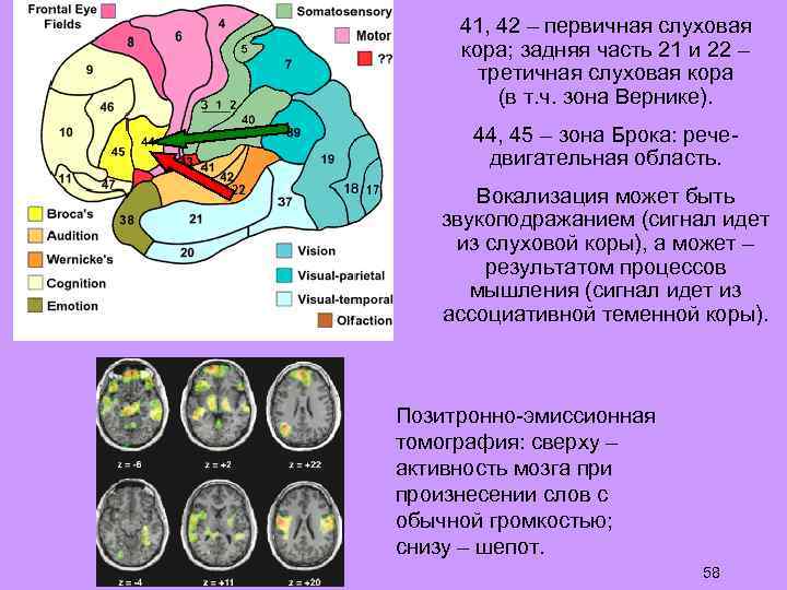 41, 42 – первичная слуховая кора; задняя часть 21 и 22 – третичная слуховая