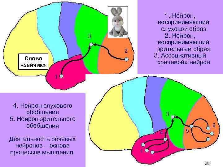 1. Нейрон, воспринимающий слуховой образ 2. Нейрон, воспринимающий зрительный образ 3. Ассоциативный «речевой» нейрон