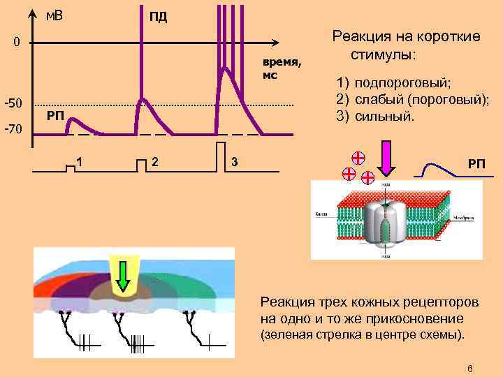 м. В ПД 0 время, мс -50 -70 РП 1 2 Реакция на короткие