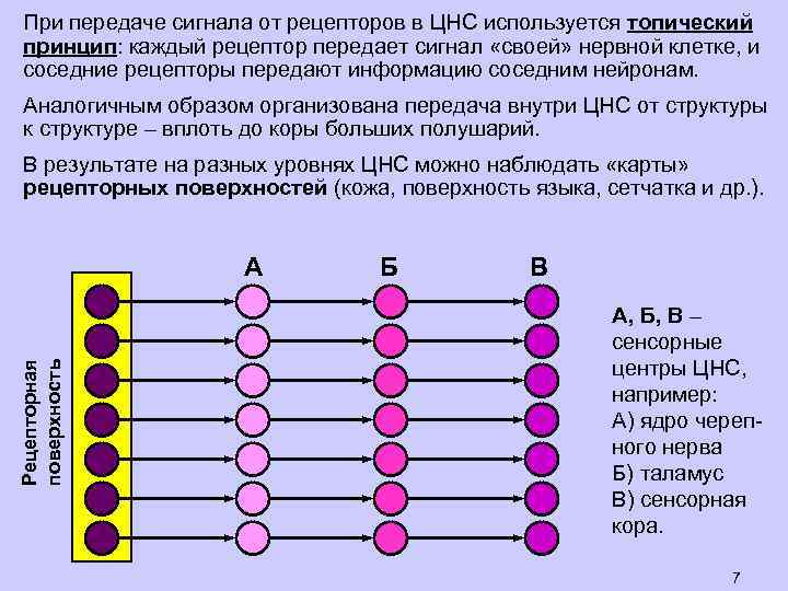 При передаче сигнала от рецепторов в ЦНС используется топический принцип: каждый рецептор передает сигнал