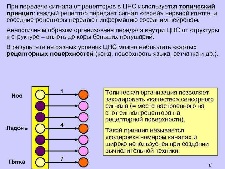 При передаче сигнала от рецепторов в ЦНС используется топический принцип: каждый рецептор передает сигнал