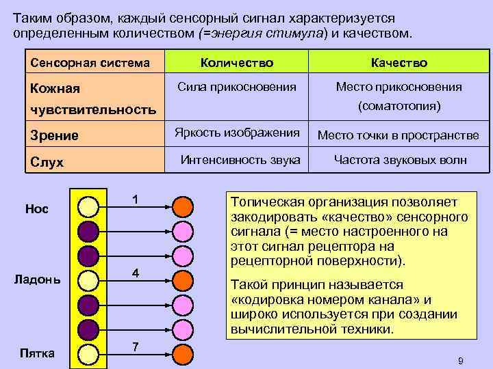 Таким образом, каждый сенсорный сигнал характеризуется определенным количеством (=энергия стимула) и качеством. Сенсорная система