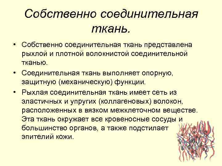 Собственно соединительная ткань. • Собственно соединительная ткань представлена рыхлой и плотной волокнистой соединительной тканью.