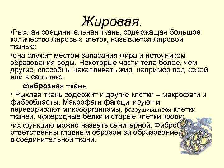 Жировая. • Рыхлая соединительная ткань, содержащая большое количество жировых клеток, называется жировой тканью; •