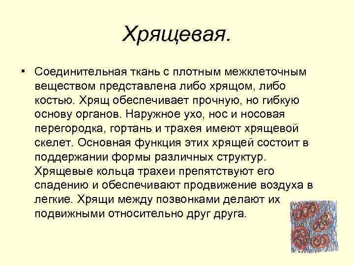 Хрящевая. • Соединительная ткань с плотным межклеточным веществом представлена либо хрящом, либо костью. Хрящ