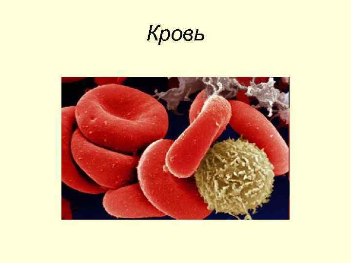 Кровь 