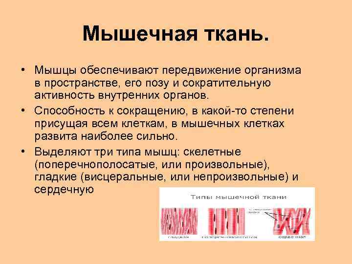 Мышечная ткань. • Мышцы обеспечивают передвижение организма в пространстве, его позу и сократительную активность