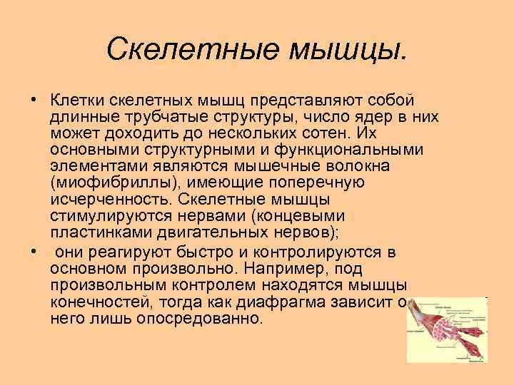 Скелетные мышцы. • Клетки скелетных мышц представляют собой длинные трубчатые структуры, число ядер в