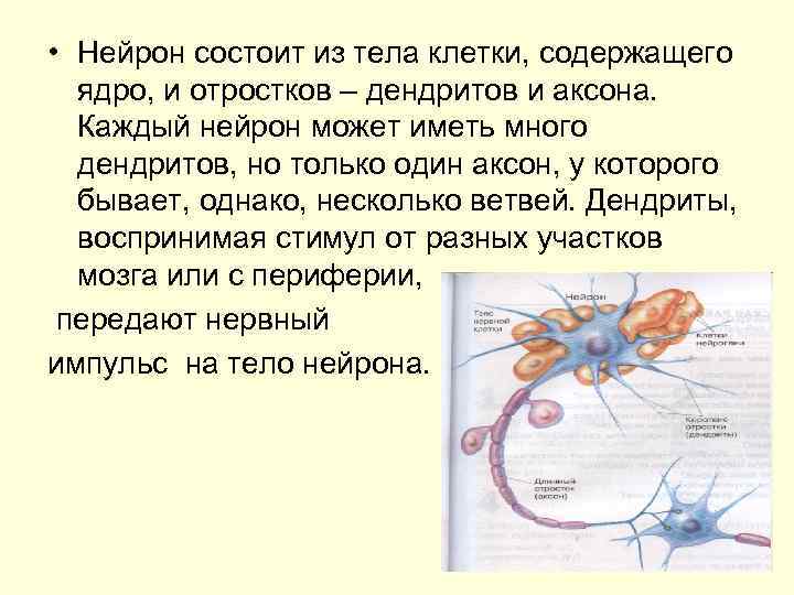  • Нейрон состоит из тела клетки, содержащего ядро, и отростков – дендритов и