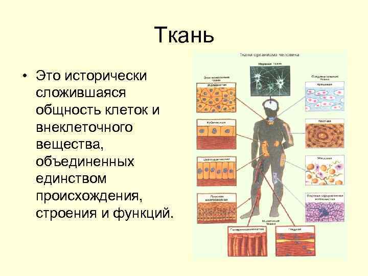 Ткань • Это исторически сложившаяся общность клеток и внеклеточного вещества, объединенных единством происхождения, строения