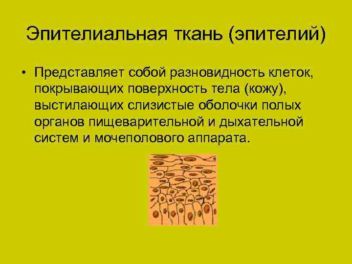 Эпителиальная ткань (эпителий) • Представляет собой разновидность клеток, покрывающих поверхность тела (кожу), выстилающих слизистые