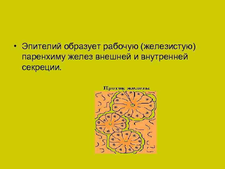  • Эпителий образует рабочую (железистую) паренхиму желез внешней и внутренней секреции. 