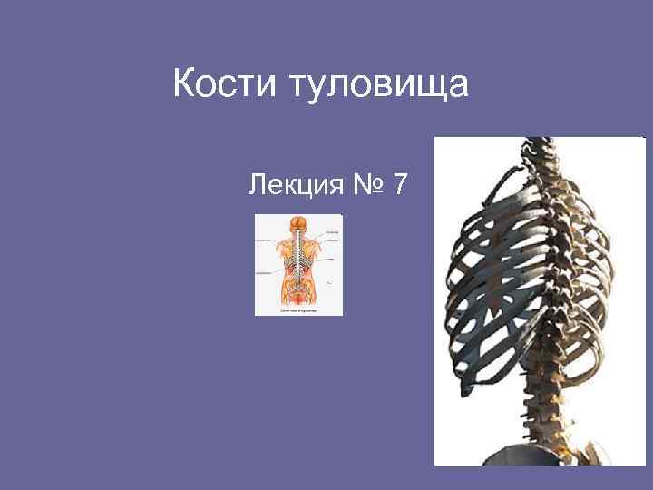 Кости туловища Лекция № 7 
