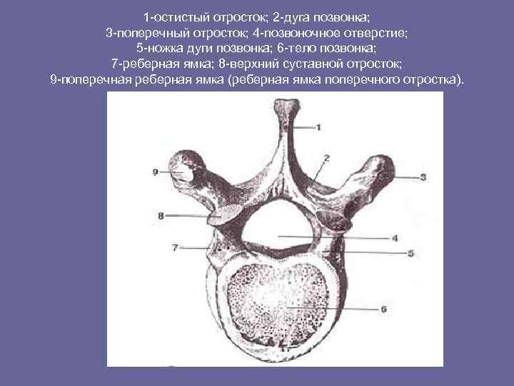 1 -остистый отросток; 2 -дуга позвонка; 3 -поперечный отросток; 4 -позвоночное отверстие; 5 -ножка