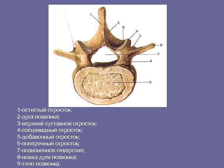 1 -остистый отросток; 2 -дуга позвонка; 3 -верхний суставной отросток: 4 -сосцевидный отросток; 5