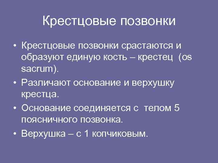 Крестцовые позвонки • Крестцовые позвонки срастаются и образуют единую кость – крестец (os sacrum).