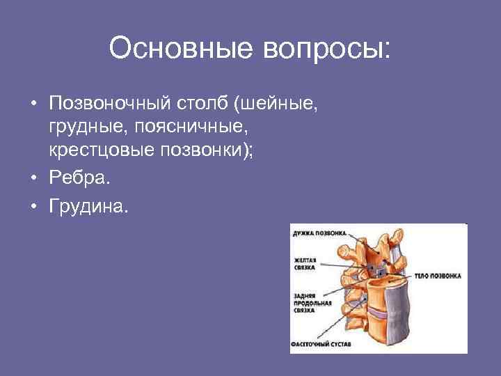 Основные вопросы: • Позвоночный столб (шейные, грудные, поясничные, крестцовые позвонки); • Ребра. • Грудина.